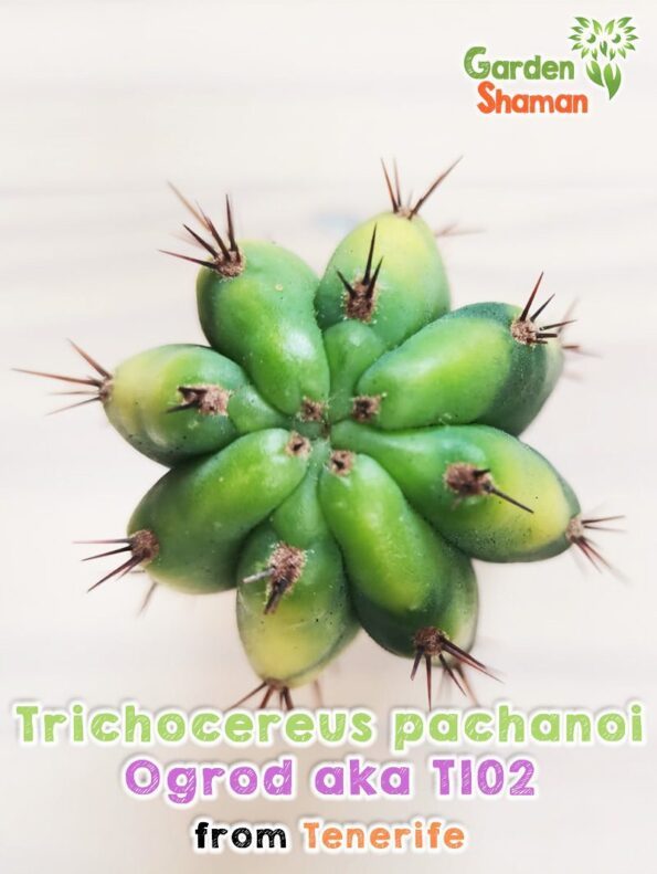 GardenShaman.eu - Trichocereus pachanoi Ogrod T102 variegata, вариегатный, монстрозный, гребенчатый