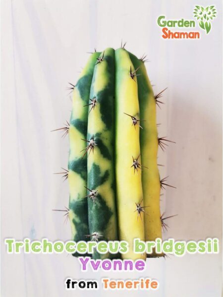 GardenShaman.eu - Trichocereus pachanoi Ogrod T102 variegata, variegated, monstrose, crested