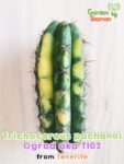 GardenShaman.eu - Trichocereus pachanoi Ogrod T102 variegata, variegated, monstrose, crested