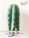 GardenShaman.eu - Trichocereus pachanoi Ogrod 2 - 1