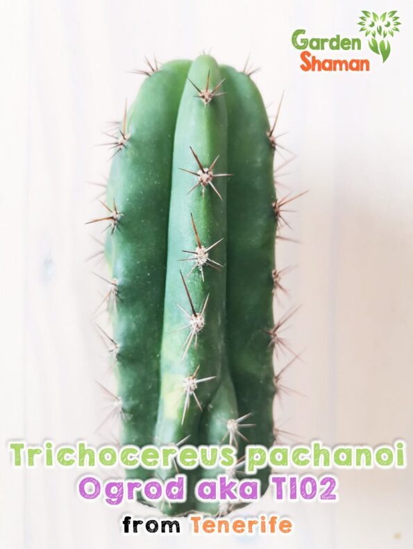 GardenShaman.eu - Trichocereus pachanoi Ogrod T102 variegata, variegated, monstrose, crested