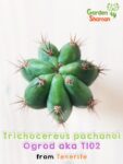 GardenShaman.eu – Trichocereus pachanoi Ogrod 2 – 1