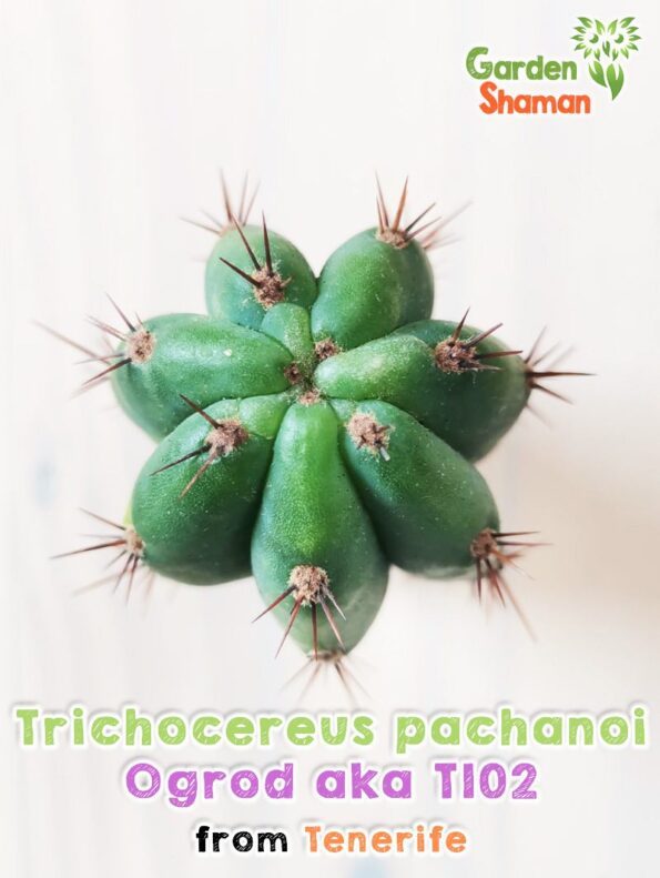 GardenShaman.eu - Trichocereus pachanoi Ogrod T102 variegata, variegated, monstrose, crested