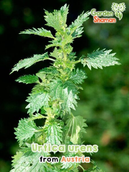 GardenShaman.eu - Urtica urens, Small nettle seeds seeds