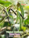 GardenShaman.eu - Semillas de judía mungo Vigna radiata