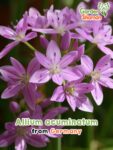 GardenShaman.eu - Semillas de Allium acuminatum