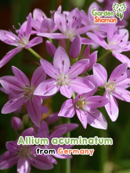 GardenShaman.eu - Allium acuminatum seeds seeds