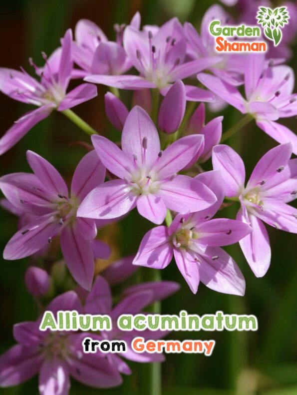 GardenShaman.eu - Allium acuminatum Samen seeds