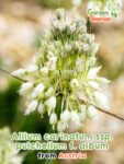 GardenShaman.eu – Allium carinatum ssp pulchellum album