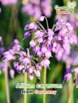 GardenShaman.eu - Semillas de Allium cernuum