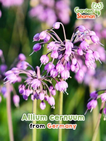 GardenShaman.eu - Allium cernuum Samen seeds