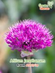 GardenShaman.eu - Semillas de Allium jesdianum