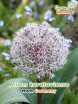 GardenShaman.eu – Allium karataviense