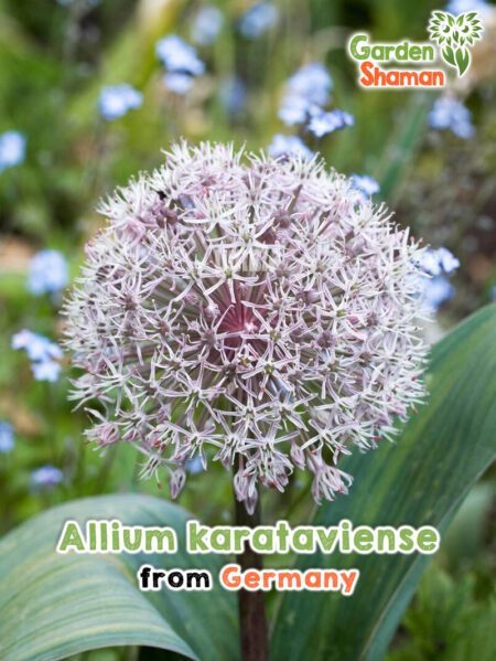 GardenShaman.eu - Graines d'Allium karataviense