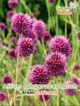 GardenShaman.eu - Allium sphaerocephalum Samen seeds