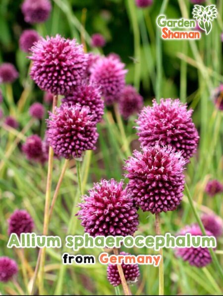 GardenShaman.eu - Semillas de Allium sphaerocephalum