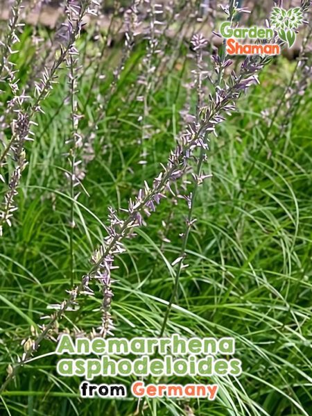 GardenShaman.eu - Zhimu - Graines d'Anemarrhena asphodeloides