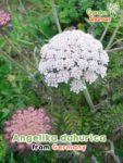 GardenShaman.eu - Angelica siberiana, Angelica dahurica, semillas Semillas