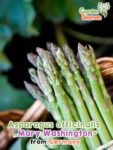 GardenShaman.eu – Asparagus officinalis Mary Washington