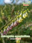 GardenShaman.eu – Astragalus mongholicus