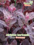 GardenShaman.eu - Alga rossa del giardino Atriplex hortensis var. rubra semi semi