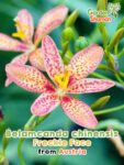 GardenShaman.eu – Belamcanda chinensis Freckle Face