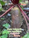 GardenShaman.eu – Beta vulgaris var. conditiva Cylindra