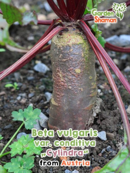 GardenShaman.eu - GardenShaman.eu - Beta vulgaris var. conditiva Cylindra Graines