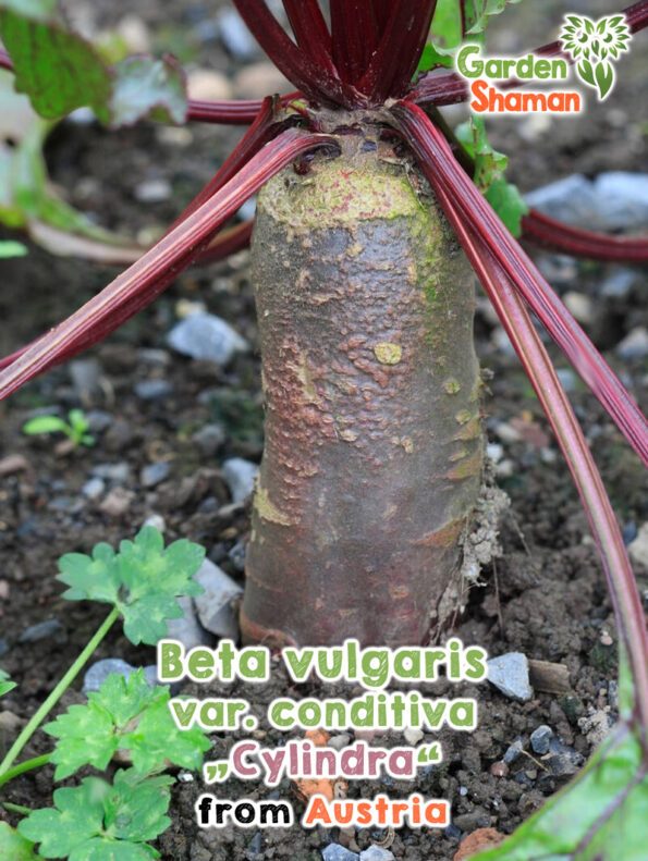 GardenShaman.eu - GardenShaman.eu - Beta vulgaris var. conditiva Cylindra seeds seeds