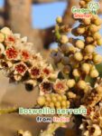 GardenShaman.eu – Boswellia serrata