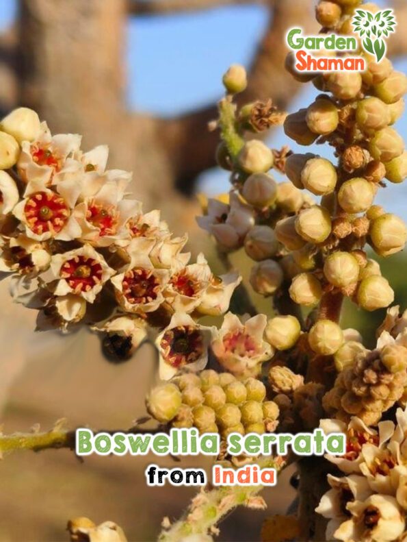 GardenShaman.eu - Boswellia serrata, Indian frankincense, seeds, seeds