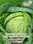 GardenShaman.eu – Brassica oleracea VAR. CAPITATA SABAUDA Auberilliers