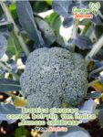 GardenShaman.eu - Broccoli "Ramoso Calabrese" (Brassica oleracea conv. botrytis var. italica semi semi