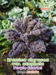 GardenShaman.eu – Brassica oleracea var acephala Purple Scarlet