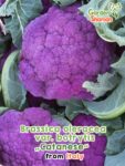 GardenShaman.eu - Graines de Brassica oleracea var. botrytis Catanese