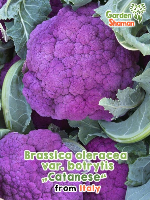 GardenShaman.eu - Brassica oleracea var. botrytis Catanese seeds seeds