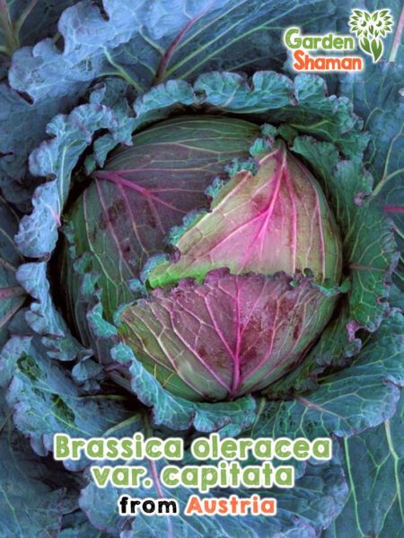 GardenShaman.eu - Graines de Brassica oleracea var. capitata Cabeza Negra