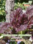 GardenShaman.eu - Semillas de Brassica rapa nipposinica