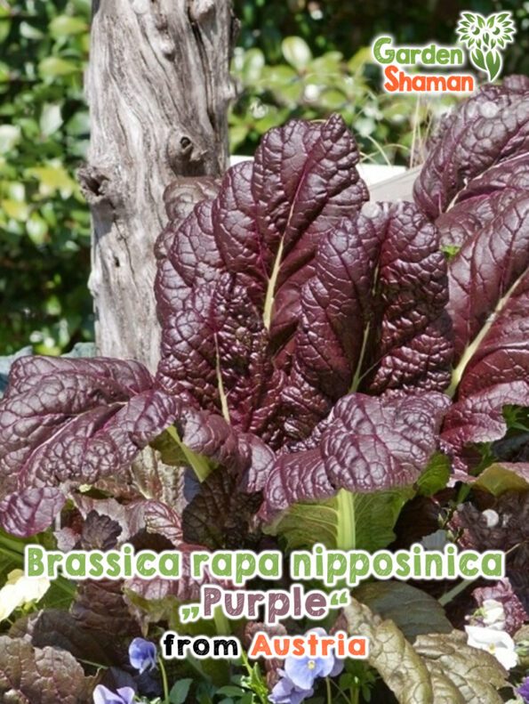 GardenShaman.eu - Brassica rapa nipposinica seeds seeds