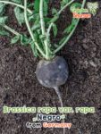 GardenShaman.eu – Brassica rapa var rapa Negro