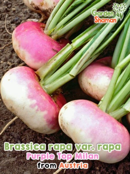 GardenShaman.eu - Brassica rapa var rapa Purple Top Milan, Rutabaga, Rutabaga de mai, Graines de Purple Top Milan