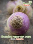 GardenShaman.eu - Brassica rapa var. rapa pink Samen seeds