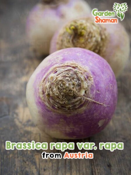 GardenShaman.eu - Brassica rapa var. rapa pink Samen seeds