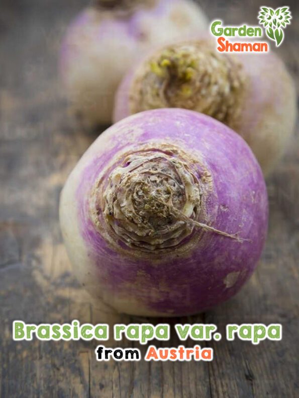 GardenShaman.eu - Brassica rapa var. rapa pink seeds seeds