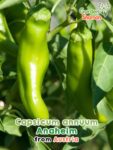 GardenShaman.eu - Capsicum annuum Anaheim semi di peperone dolce Semi