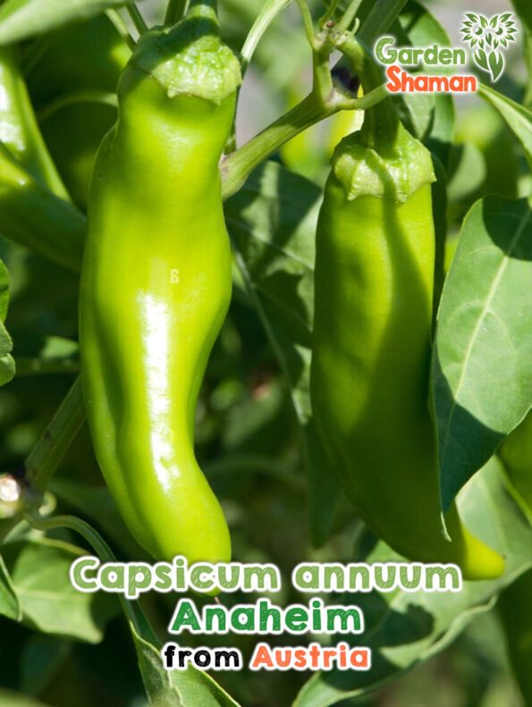 GardenShaman.eu - Capsicum annuum Anaheim Paprika sweet pepper seeds Graines