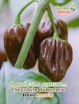 GardenShaman.eu – Capsicum annuum Chocolate Habanero