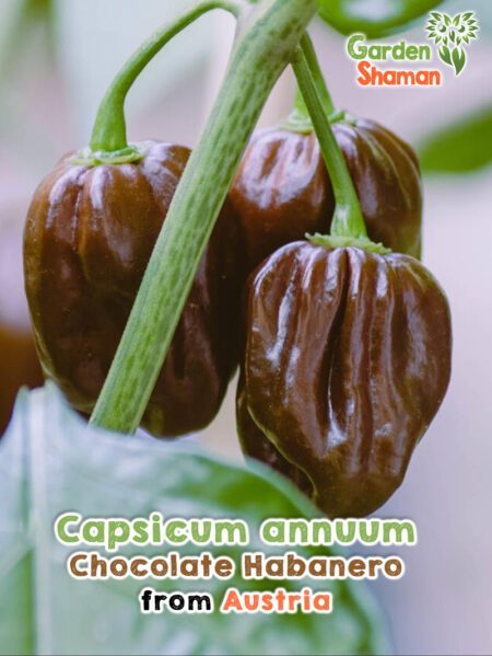 GardenShaman.eu - Graines de Chili Habanero Capsicum chinense