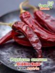 GardenShaman.eu – Capsicum annuum Diablo Rojo