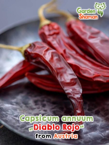 GardenShaman.eu - Capsicum annuum Diablo Rojo seeds seeds